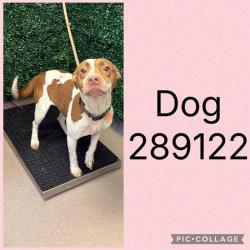 Shelter Stray Female Dog last seen EISENHOWER PKWY, 4214 Fulton Mill Rd, Macon, GA 31216, USA
