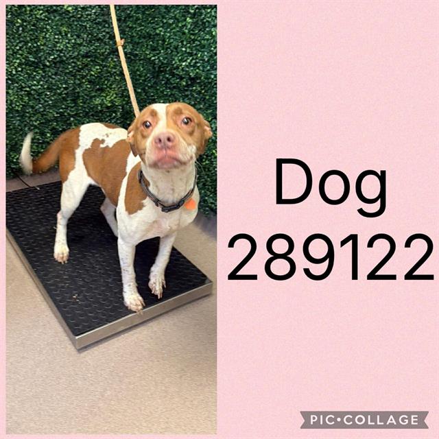 Shelter Stray Female Dog last seen EISENHOWER PKWY, 4214 Fulton Mill Rd, Macon, GA 31216, USA