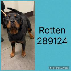 Shelter Stray Male Dog last seen VINEVILLE AVE, 4214 Fulton Mill Rd, Macon, GA 31216, USA