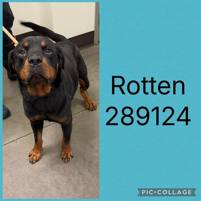 Shelter Stray Male Dog last seen VINEVILLE AVE, 4214 Fulton Mill Rd, Macon, GA 31216, USA
