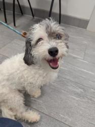 Shelter Stray Male Dog last seen CENTRAL PARK, 2080 S Quebec St, Denver, CO 80231, USA