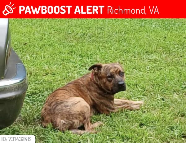 Lost Male Dog last seen Near Midlothian turn pike Richmond va, Richmond, VA 23224