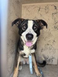 Shelter Stray Female Dog last seen Near, 2600 S Harding St, Indianapolis, IN 46221, USA