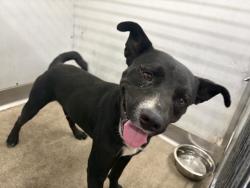 Shelter Stray Male Dog last seen N CALIFORNIA ST, 333 Chandler Pl, San Bernardino, CA 92408, USA