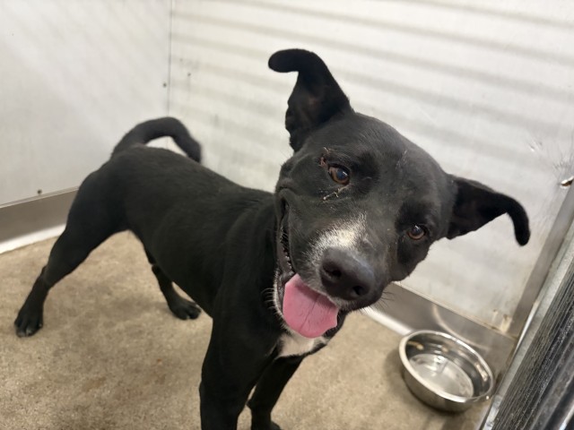 Shelter Stray Male Dog last seen N CALIFORNIA ST, 333 Chandler Pl, San Bernardino, CA 92408, USA