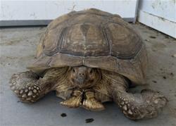 Shelter Stray Unknown Other last seen Near BLOCK N. ALICE AVE., 333 Chandler Pl, San Bernardino, CA 92408, USA