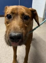 Shelter Stray Female Dog last seen , 1601 Airport Rd, Shelby, NC 28150, USA
