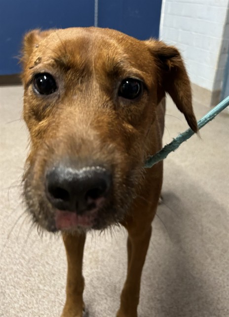 Shelter Stray Female Dog last seen , 1601 Airport Rd, Shelby, NC 28150, USA