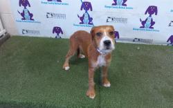 Shelter Stray Female Dog last seen , 2769 Conroy Rd, Orlando, FL 32839, USA
