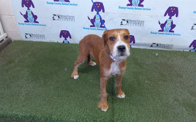 Shelter Stray Female Dog last seen , 2769 Conroy Rd, Orlando, FL 32839, USA