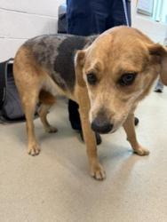Shelter Stray Male Dog last seen ALAMANCE COUNTY, 221 Stone Quarry Rd, Burlington, NC 27217, USA