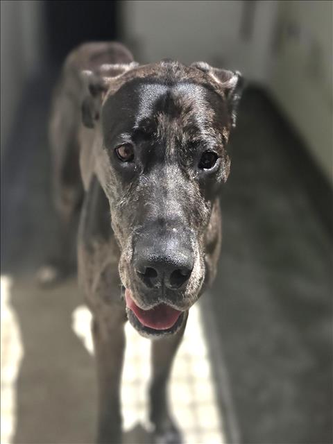 Shelter Stray Unknown Dog last seen , 3201 Lacy St, Los Angeles, CA 90031, USA