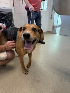Shelter Stray Male Dog last seen ALAMANCE COUNTY, 221 Stone Quarry Rd, Burlington, NC 27217, USA