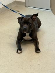 Shelter Stray Female Dog last seen BURLINGTON AC, 221 Stone Quarry Rd, Burlington, NC 27217, USA