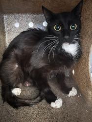 Shelter Stray Female Cat last seen Near BLOCK GLENHILL DR, RIVERSIDE CA 92507, 6851 Van Buren Boulevard, Jurupa Valley, CA 92509, USA
