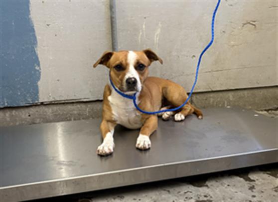 Shelter Stray Male Dog last seen , 600 Aviation Dr, Camarillo, CA 93010, USA