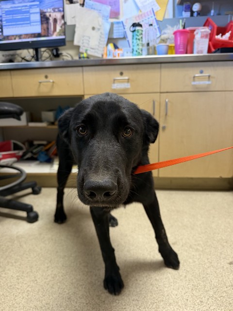 Shelter Stray Male Dog last seen Near BLOCK LAKE MATHEWS DR, PERRIS, CA, 6851 Van Buren Boulevard, Jurupa Valley, CA 92509, USA