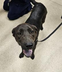 Shelter Stray Male Dog last seen Near BLOCK LAKE MATHEWS DR, PERRIS, CA, 6851 Van Buren Boulevard, Jurupa Valley, CA 92509, USA