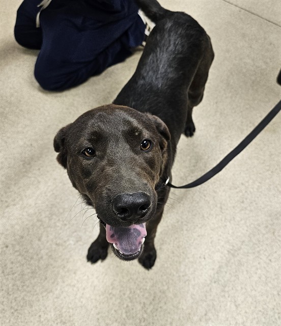 Shelter Stray Male Dog last seen Near BLOCK LAKE MATHEWS DR, PERRIS, CA, 6851 Van Buren Boulevard, Jurupa Valley, CA 92509, USA