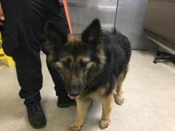 Shelter Stray Female Dog last seen Near BLOCK PINEHURST DR, RIVERSIDE, CA, 6851 Van Buren Boulevard, Jurupa Valley, CA 92509, USA