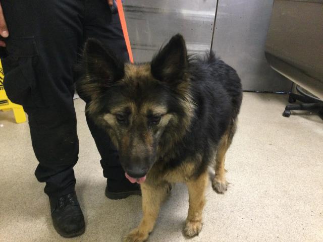 Shelter Stray Female Dog last seen Near BLOCK PINEHURST DR, RIVERSIDE, CA, 6851 Van Buren Boulevard, Jurupa Valley, CA 92509, USA