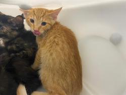 Shelter Stray Male Cat last seen Near BLOCK W GALENA ST, 3839 W Burnham St, West Milwaukee, WI 53215, USA