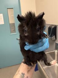Shelter Stray Male Other last seen Near BLOCK S MARYLAND PKWY, LAS VEGAS NV 89109, 655 N Mojave Rd, Las Vegas, NV 89101, USA