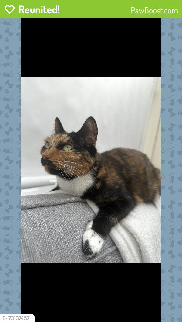 Reunited Female Cat last seen Caldecote Street, Milton Keynes, England 