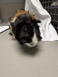 Shelter Stray Female Other last seen Near BLOCK S MARYLAND PKWY, LAS VEGAS NV 89109, 655 N Mojave Rd, Las Vegas, NV 89101, USA