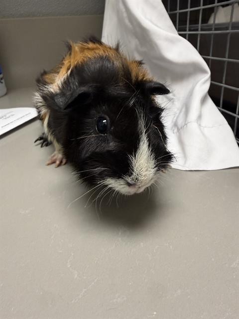 Shelter Stray Female Other last seen Near BLOCK S MARYLAND PKWY, LAS VEGAS NV 89109, 655 N Mojave Rd, Las Vegas, NV 89101, USA