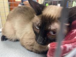 Shelter Stray Female Cat last seen Near BLOCK S 25TH ST, 3839 W Burnham St, West Milwaukee, WI 53215, USA