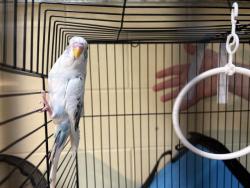 Shelter Stray Unknown Bird last seen Near BLOCK S 54TH ST, 3839 W Burnham St, West Milwaukee, WI 53215, USA