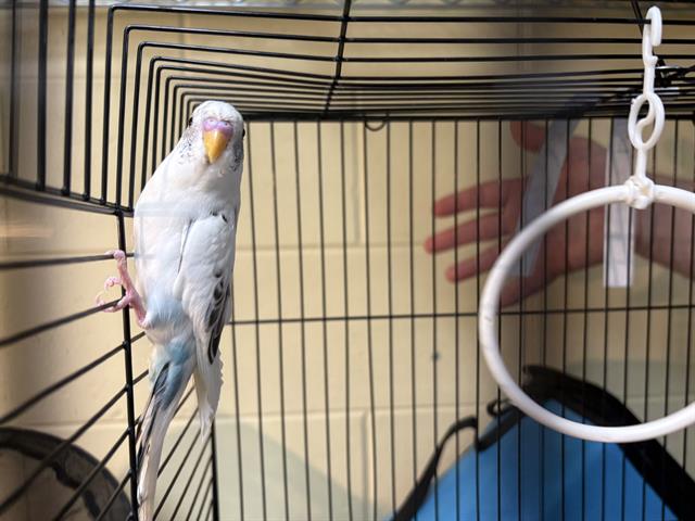 Shelter Stray Unknown Bird last seen Near BLOCK S 54TH ST, 3839 W Burnham St, West Milwaukee, WI 53215, USA