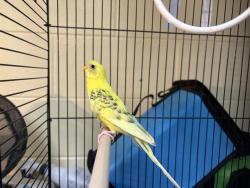 Shelter Stray Female Bird last seen Near BLOCK S 54TH ST, 3839 W Burnham St, West Milwaukee, WI 53215, USA