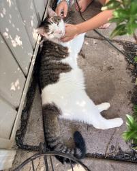 Found/Stray Unknown Cat last seen Luria Park, Annandale, VA 22042