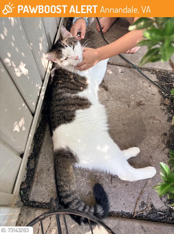 Found/Stray Unknown Cat last seen Luria Park, Annandale, VA 22042