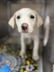 Shelter Stray Female Dog last seen PASEO VERACRUZ & PASEO LOS GATOS, 130 Beyer Way, Chula Vista, CA 91911, USA