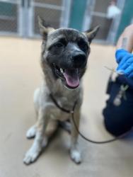 Shelter Stray Female Dog last seen PLAZA AND PALM, 130 Beyer Way, Chula Vista, CA 91911, USA