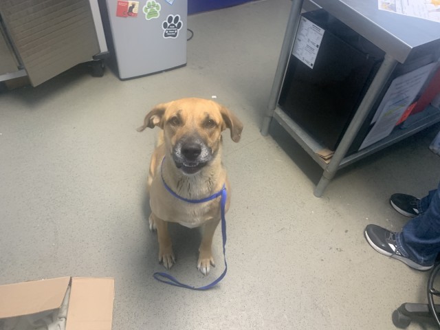 Shelter Stray Female Dog last seen Near BLOCK COSWORTH AVE, TAFT CA 93268, 3951 Fruitvale Ave, Bakersfield, CA 93308, USA