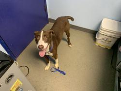 Shelter Stray Female Dog last seen Near BLOCK KALAR CT, BAKERSFIELD CA 93308, 3951 Fruitvale Ave, Bakersfield, CA 93308, USA