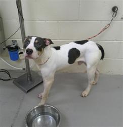 Shelter Stray Male Dog last seen BEHIND WAL-MART, 232 Eslinger Way, Sanford, FL 32773, USA