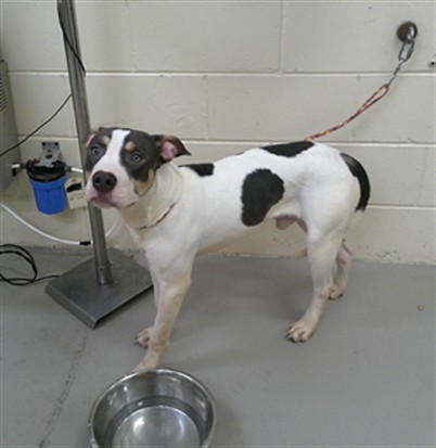 Shelter Stray Male Dog last seen BEHIND WAL-MART, 232 Eslinger Way, Sanford, FL 32773, USA