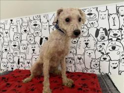 Shelter Stray Male Dog last seen , 957 N Gaffey St, San Pedro, CA 90731, USA