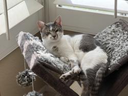 Lost Male Cat last seen Amethyst Way, Escondido CA 92029, Escondido, CA 92029
