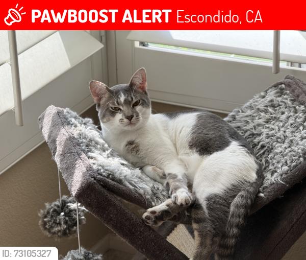 Lost Male Cat last seen Amethyst Way, Escondido CA 92029, Escondido, CA 92029