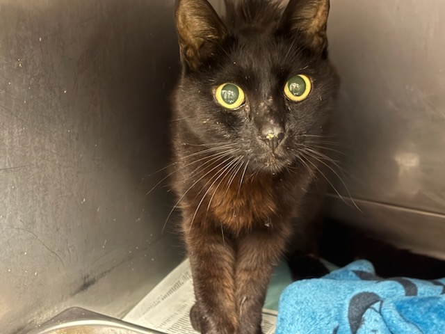 Shelter Stray Male Cat last seen , West Valley Animal Shelter, 20655 Plummer St, Chatsworth, CA 91311, USA