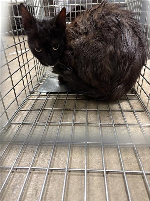 Shelter Stray Female Cat last seen , West Valley Animal Shelter, 20655 Plummer St, Chatsworth, CA 91311, USA