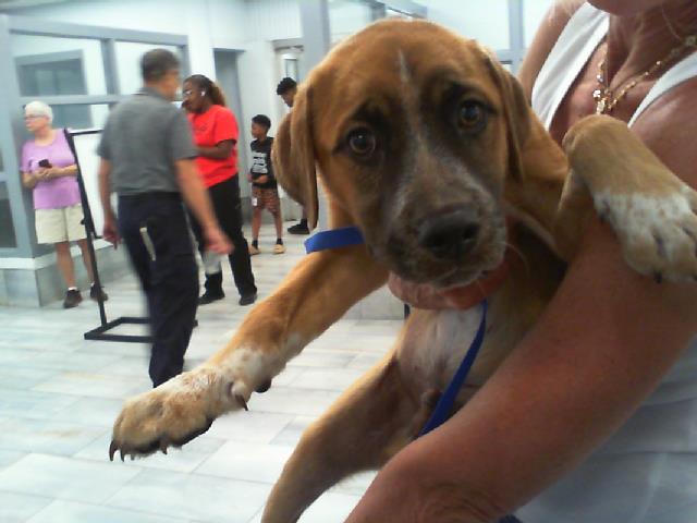 Shelter Stray Male Dog last seen MINT HILL, 8315 Byrum Dr, Charlotte, NC 28217, USA