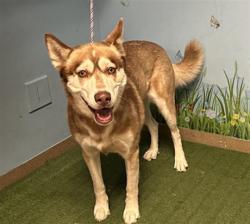 Shelter Stray Female Dog last seen , 38550 Sierra Hwy, Palmdale, CA 93550, USA