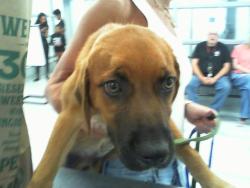 Shelter Stray Male Dog last seen MINT HILL, 8315 Byrum Dr, Charlotte, NC 28217, USA